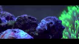 Video Schneck im 1l Nano Aquarium von Traum-Hobby.de (2vyjIuYT38Y)