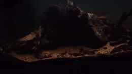 Video Neotropischer Flussabschnitt 325l von Philip (DvnAUboF8VY)