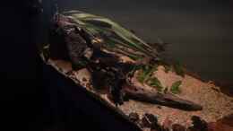 Video Neotropischer Flussabschnitt 06.03.2026 von Philip (JEcWzusyJHw)