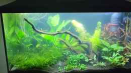 Video Gepunktete Blauaugen von AquaLeni (JcL9IGfC4cw)