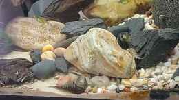 Video Gastromyzon blue fin von okefenokee (S1bn04rUcmo)