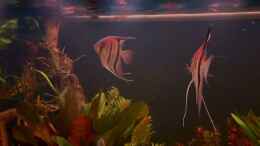 Video Rio Manacapuru Rotrücken von Simon Forkel von Gernhart (mZ7NBw1ou6w)