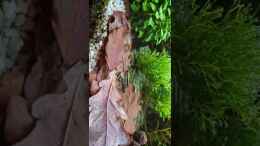 Video Aquarium RIO 180 am 24.03.2025 von Peter Peter (mnKnWZBALOk)