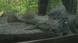 Video Futter am Morgen von ehemaliger User (qlC43XtStTE)