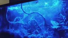 Video Gepunktete Blauaugen im Mondschein von AquaLeni (wTX23PEEaqE)