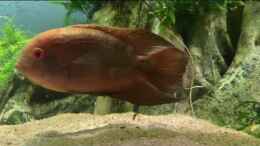 Video Geophagus von JonnyGranato (wqQCDBm-6vo)