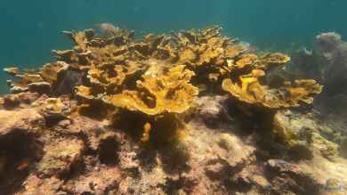 Steinkorallen der Gattung Acropora (Einrichtungsbeispiele mit Acropora)