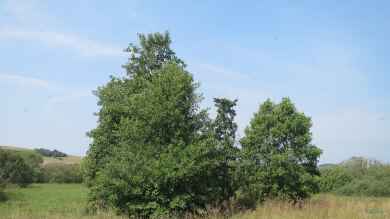 Alnus glutinosa im Garten pflanzen (Einrichtungsbeispiele mit Schwarz-Erle)