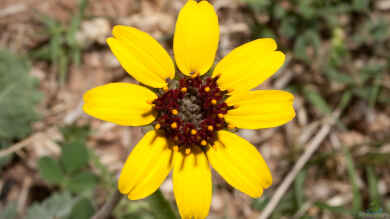 Berlandiera lyrata im Garten pflanzen (Einrichtungsbeispiele mit Schokoladenblume)