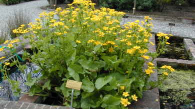 Caltha palustris am Gartenteich pflegen (Teichbeispiele mit Sumpfdotterblume)