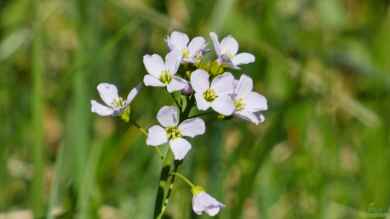 Cardamine pratensis im Garten pflanzen (Einrichtungsbeispiele mit Wiesen-Schaumkraut)