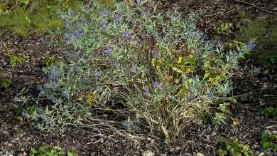 Caryopteris clandonensis im Garten pflanzen (Einrichtungsbeispiele mit Bartblume)