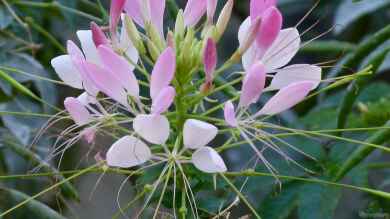 Cleome spinosa im Garten pflanzen (Einrichtungsbeispiele mit Spinnenblume)