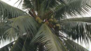 Cocos nucifera im Garten pflanzen (Einrichtungsbeispiele mit Kokospalme)