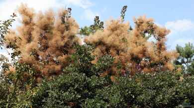 Cotinus coggygria im Garten pflanzen (Einrichtungsbeispiele mit Grüner Perückenstrauch)