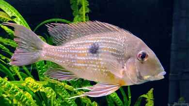 Geophagus-Arten im Aquarium halten (Einrichtungsbeispiele für Aquarien mit Erdfressern)