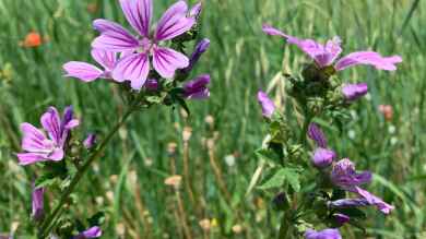 Malva sylvestris im Garten pflanzen (Einrichtungsbeispiele mit Wilde Malve)