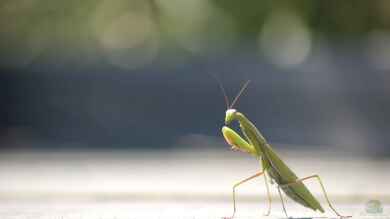 Mantis religiosa im Terrarium halten (Einrichtungsbeispiele mit Europäische Gottesanbeterin)