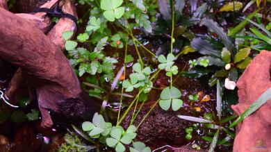 Marsilea crenata im Aquarium pflanzen (Einrichtungsbeispiele mit Zwergkleefarn)