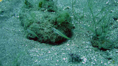 Microgobius carri im Aquarium halten (Einrichtungsbeispiele für Microgobius carri)