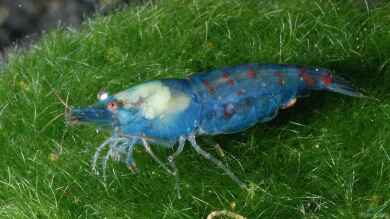 Blue Pearl Garnelen im Aquarium halten (Einrichtungsbeispiele mit Neocaridina cf. zhangjiajiensis „Blue Pearl“)