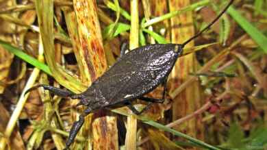 Nepa cinerea im Gartenteich (Einrichtungsbeispiele mit Wasserskorpion)