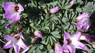 Oxalis adenophylla im Garten pflanzen (Einrichtungsbeispiele mit Silber-Sauerklee)