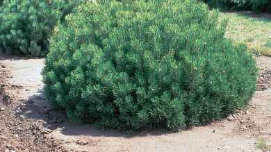 Pinus mugo im Garten pflanzen (Einrichtungsbeispiele mit Bergkiefer)