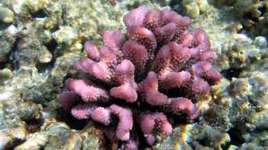 Steinkorallen der Gattung Pocillopora (Einrichtungsbeispiele mit Pocillopora)