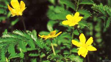 Potentilla anserina im Garten pflanzen (Einrichtungsbeispiele mit Gänsefingerkraut)