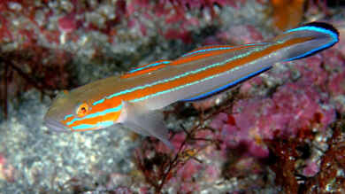 Pterogobius virgo im Aquarium halten (Einrichtungsbeispiele für Pterogobius virgo)