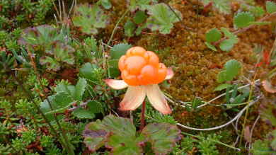 Rubus chamaemorus im Garten pflanzen (Einrichtungsbeispiele mit Moltebeere)