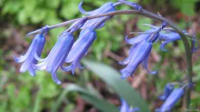 Scilla non-scripta im Garten pflanzen (Einrichtungsbeispiele mit Hasenglöckchen)