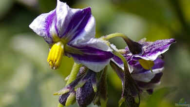 Solanum muricatum im Garten pflanzen (Einrichtungsbeispiele mit Pepino)