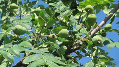 Sorbus domestica im Garten pflanzen (Einrichtungsbeispiele mit Speierling)