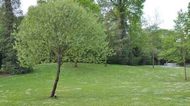 Sorbus torminalis im Garten pflanzen (Einrichtungsbeispiele mit Elsbeere)