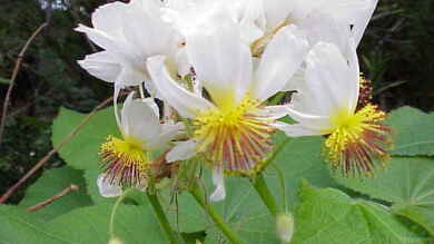 Sparmannia africana im Garten pflanzen (Einrichtungsbeispiele mit Kapländische Zimmerlinde)