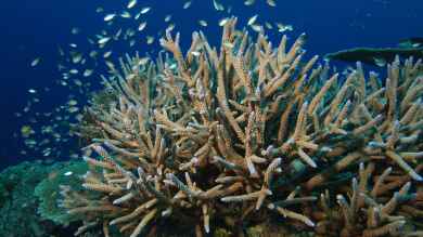 Steinkorallen im Aquarium (Einrichtungsbeispiele mit Scleractinia)