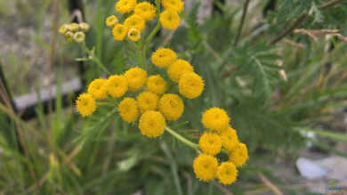 Tanacetum vulgare im Garten pflanzen (Einrichtungsbeispiele mit Rainfarn)