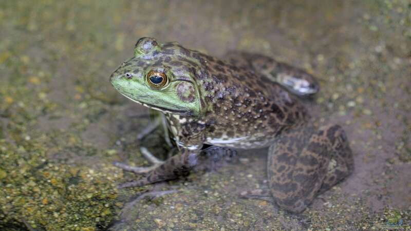 Was ist der Unterschied zwischen Amphibien und Reptilien?