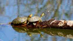 Welche Wasserschildkröte für den Gartenteich?