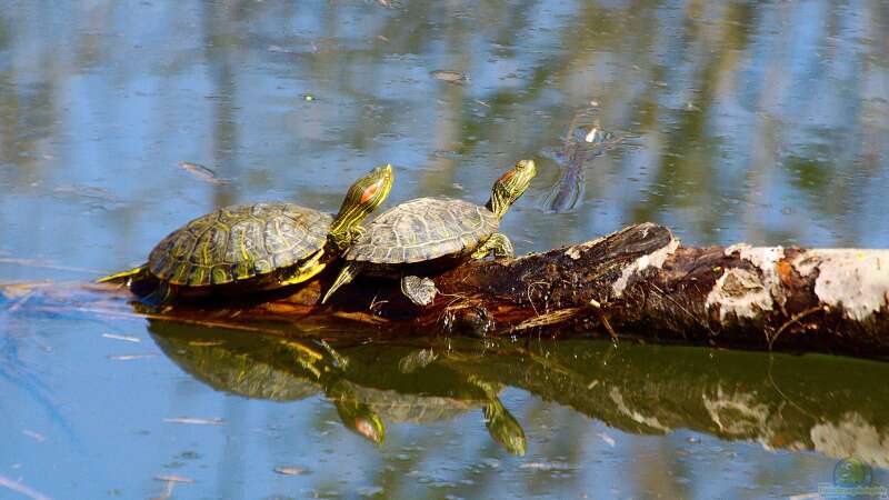 Welche Wasserschildkröte für den Gartenteich?