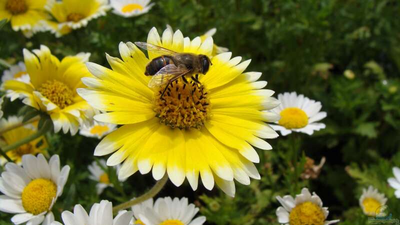 Wie kann man den eigenen Garten bienen- und insektengerecht gestalten?