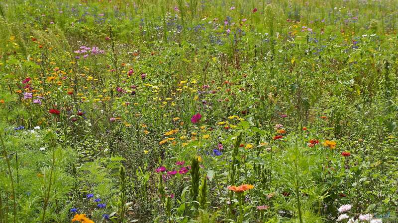 Den Garten ökologisch aufwerten: Aus Rasen wird eine Blumenwiese