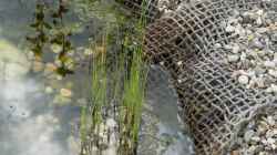 Wie kann mit einer Schilfzone ein biologisches Filtersystem für den Gartenteich gestaltet werden?