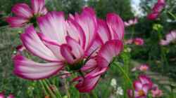 Schmuckkörbchen: Geniale Lückenfüller im Blumenbeet