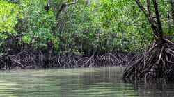 Welche Fische vertragen Brackwasser?