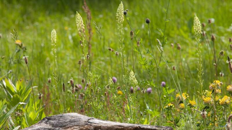 Pflanzenschutzmittel bei Garten mit Teich: Was geht und was nicht?