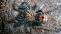 Der Artikel Die Zucht von Vogelspinnen am Beispiel von Chromatopelma cyaneopubescens ist neu oder wurde geändert.