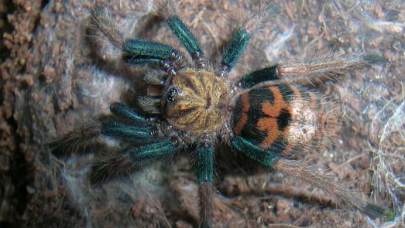 Die Zucht von Vogelspinnen am Beispiel von Chromatopelma cyaneopubescens